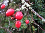 Blood red Hawthorn berries